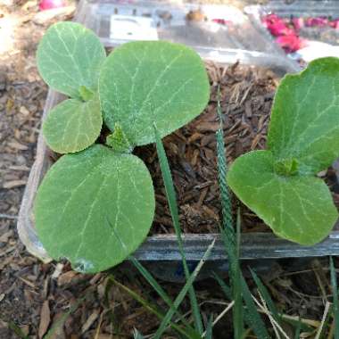 Pumpkin 'Big Max'