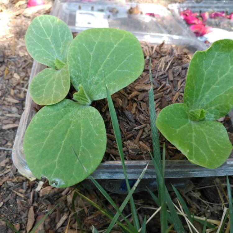 Plant image Cucurbita maxima 'Big Max'