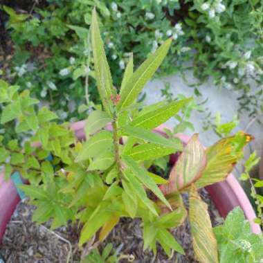 Common Milkweed