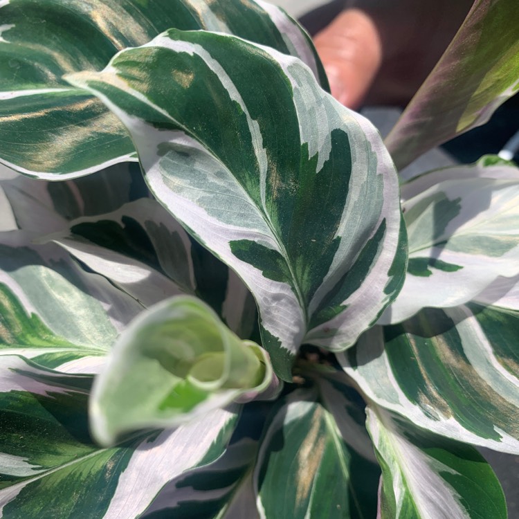 Plant image Calathea White Fusion