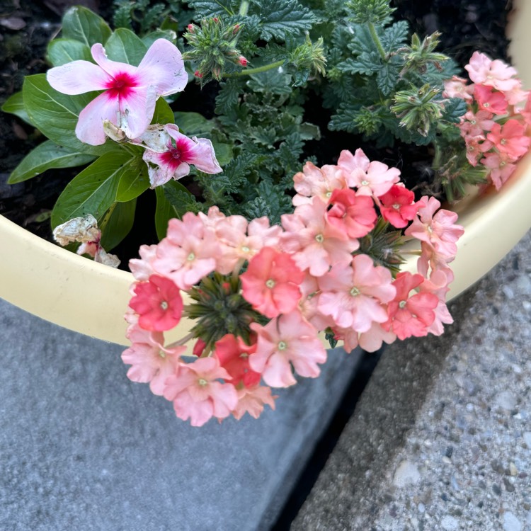 Plant image Verbena 'Aztec Pink Magic'