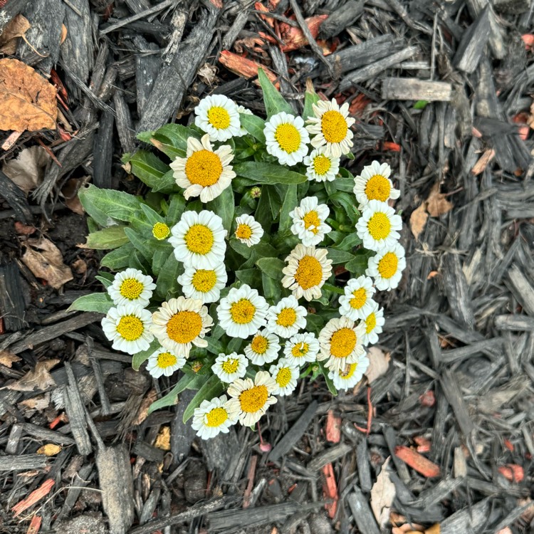 Plant image Leucanthemum 'Daisy Chains'