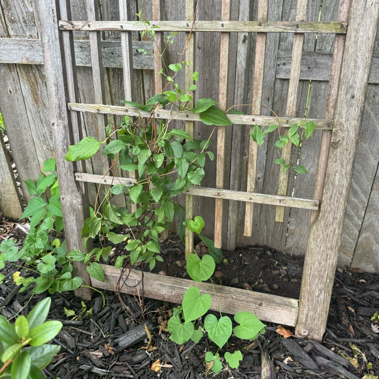 Plant image Clematis 'Abilene'