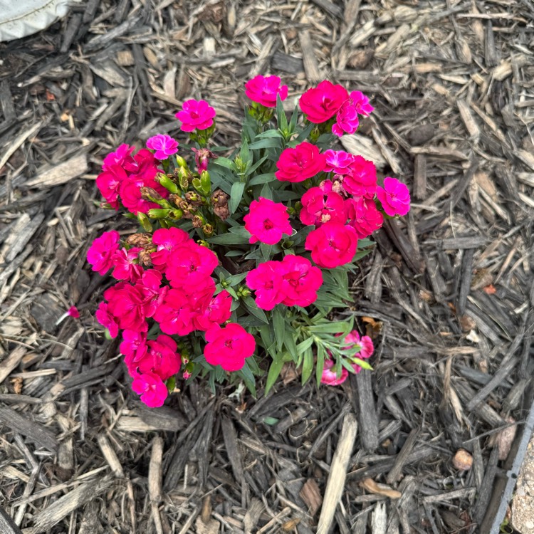 Plant image Dianthus alpinus