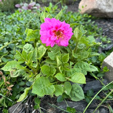 Dianthus Delilah Bicolor Magenta