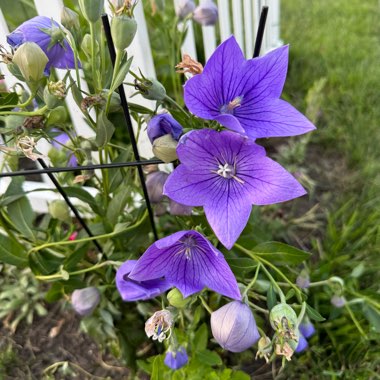 Balloon Flower 'Astra Blue'