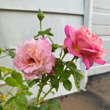 Rose (Floribunda)