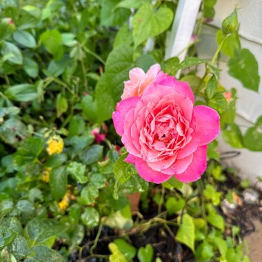 Rose (Floribunda)