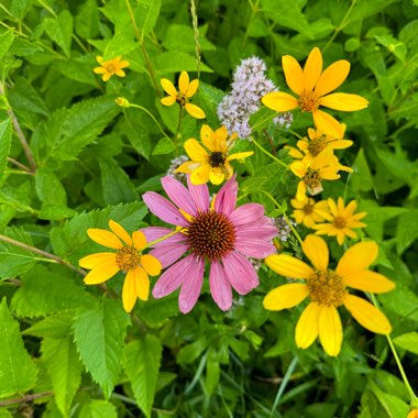 Pale Purple Coneflower