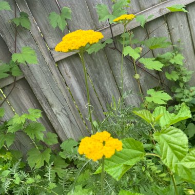 Yarrow