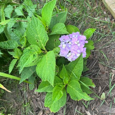 Hydrangea 'Ayesha'