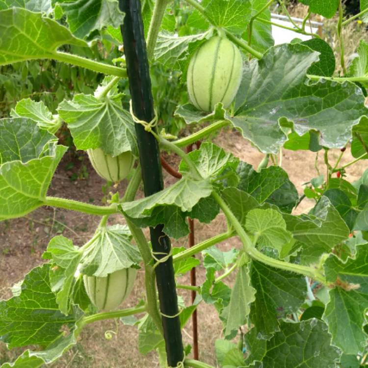 Plant image Cucumis melo var. cantalupensis 'Pepito'