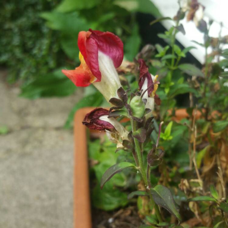 Plant image Antirrhinum majus 'Rembrandt'