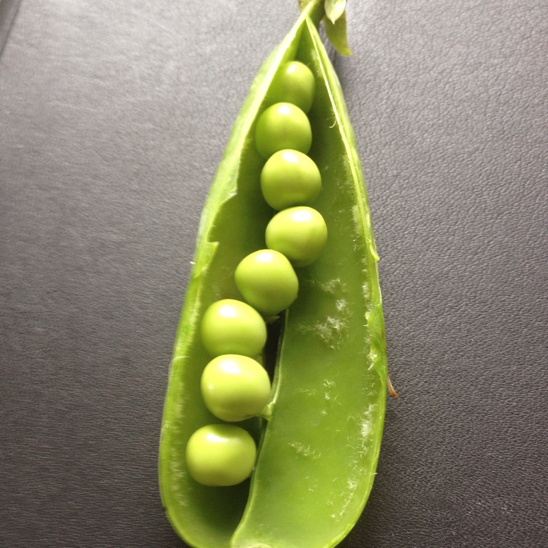 Pisum Sativum 'Onward', Pea 'Onward' - uploaded by @nobby