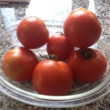 Solanum lycopersicum 'Moneymaker' syn. Solanum lycopersicum 'Money Maker'