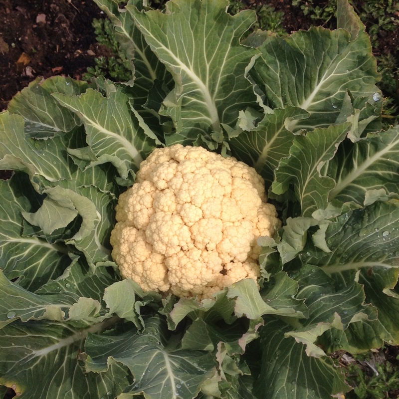 Brassica oleracea (Botrytis Group) 'Aalsmeer'