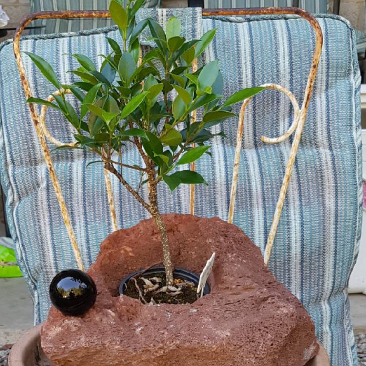 Plant image Ficus retusa (Bonsai)