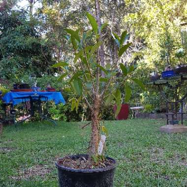 Ficus watkinsiana