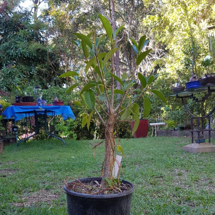 Plant image Ficus watkinsiana