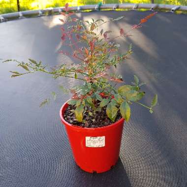 Nandina domestica 'Obsessed'