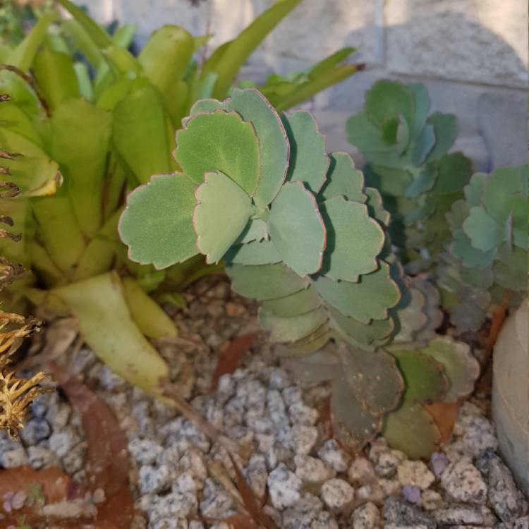 Plant image Bryophyllum fedtschenkoi