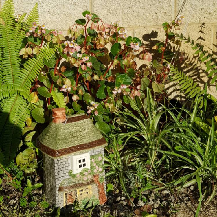 Plant image Begonia sutherlandii