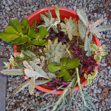 Euphorbia Succulents