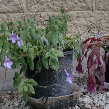 Streptocarpus caulescens