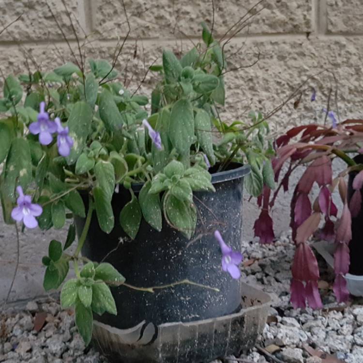 Plant image Streptocarpus caulescens