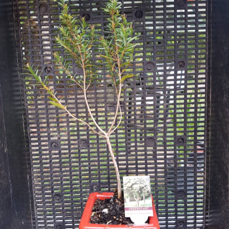 Plant image Melaleuca Linariifolia 'Snow In Summer'