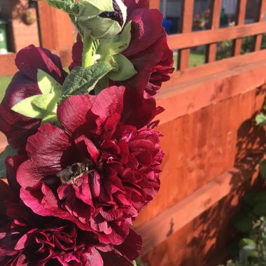 Hollyhock 'Chater's Double Group Maroon'