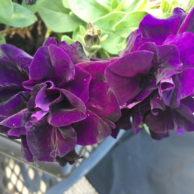 Trailing Petunia 'Belinda'