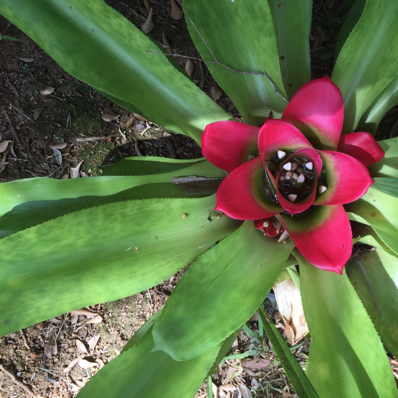 Noelene's garden