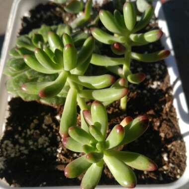 Sedum 'Blue Jelly Bean'