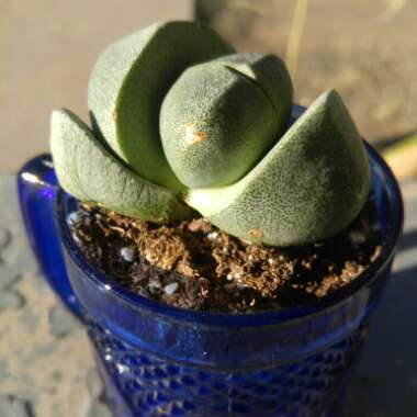 Split Rock Plant