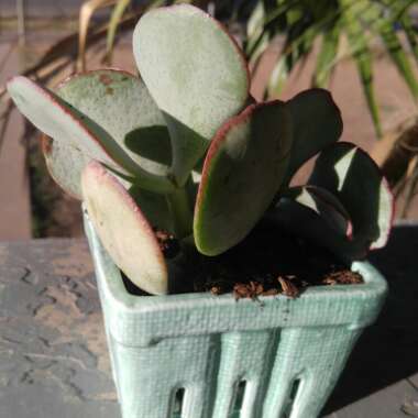 Crassula 'Silver Dollar Jade'