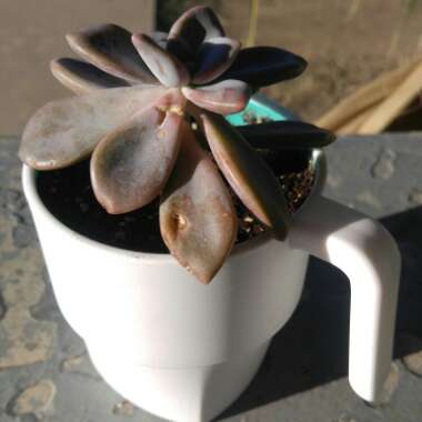 Graptopetalum Murasaki