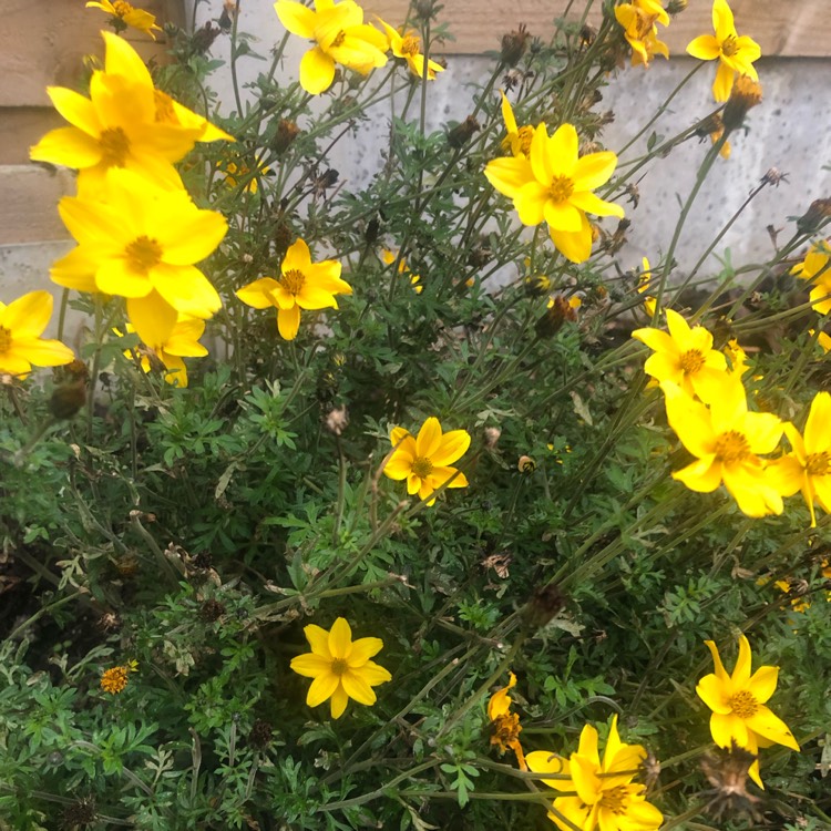 Plant image Bidens Yellow Sunshine