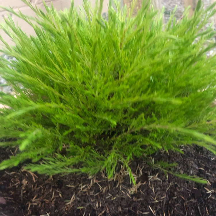 Plant image Coleonema pulchrum 'Sunset Gold' syn. Diosma ericoides 'Sunset Gold'