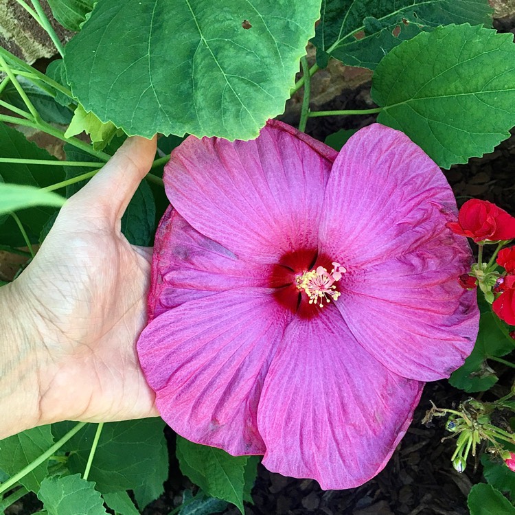 Plant image Hibiscus extreme 'Hot Pink'