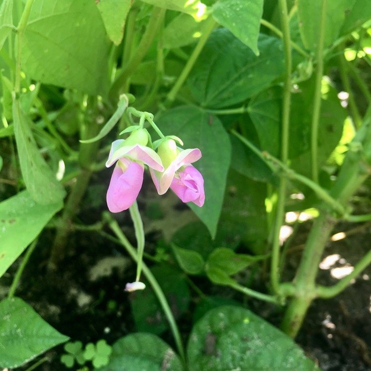 Plant image Phaseolus Vulgaris 'Contender'