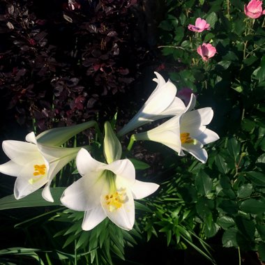 Lily (Species) Easter Lily