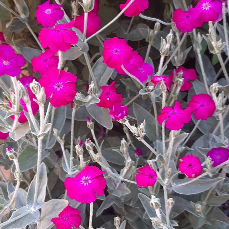 Plant image Silene coronaria