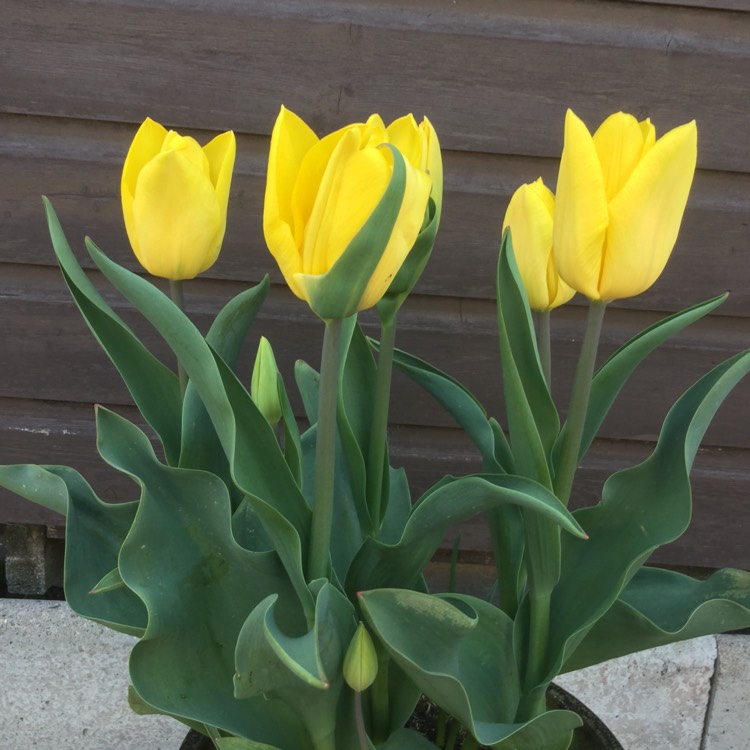 Plant image Tulipa 'Yokohama'