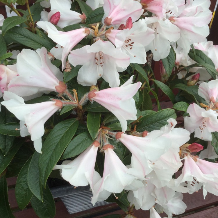 Plant image Rhododendron 'Tinkerbird'