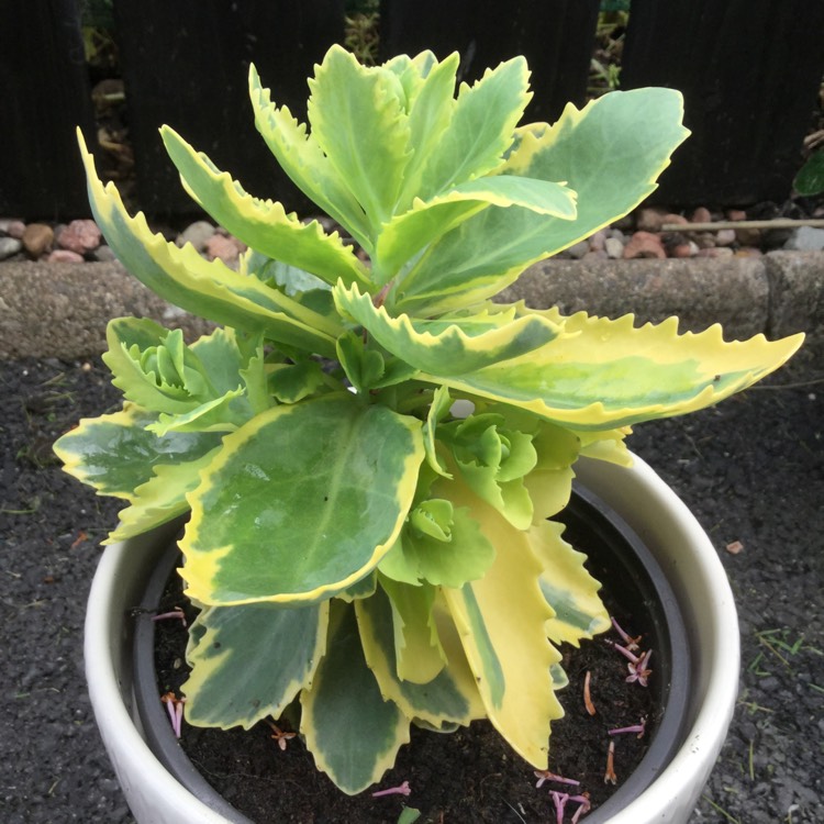 Plant image Sedum 'Frosted Fire'