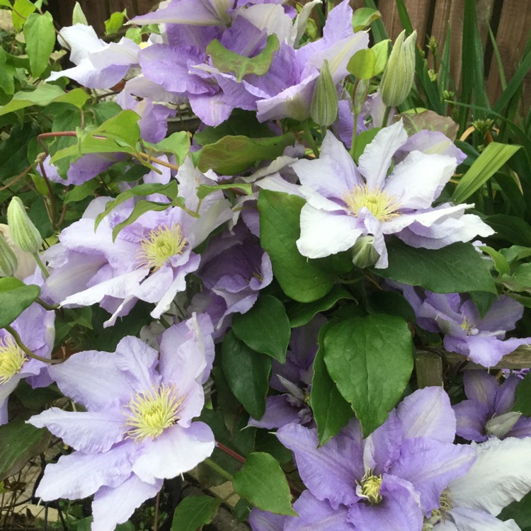 Plant image Clematis 'Cezanne'™ evipo023