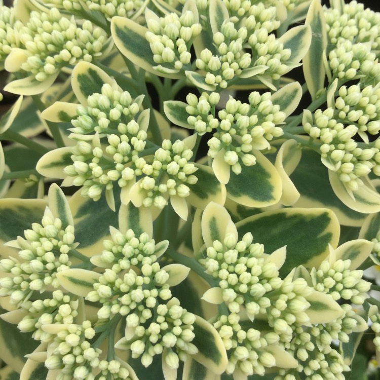 Plant image Sedum 'Frosted Fire'