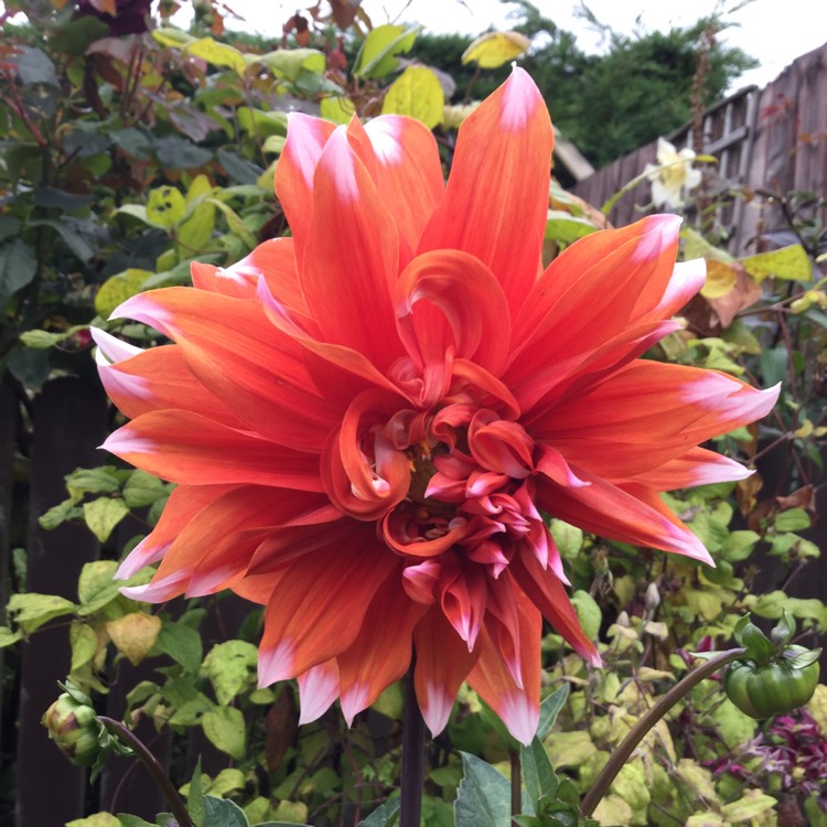 Plant image Dahlia 'Orange Turmoil'