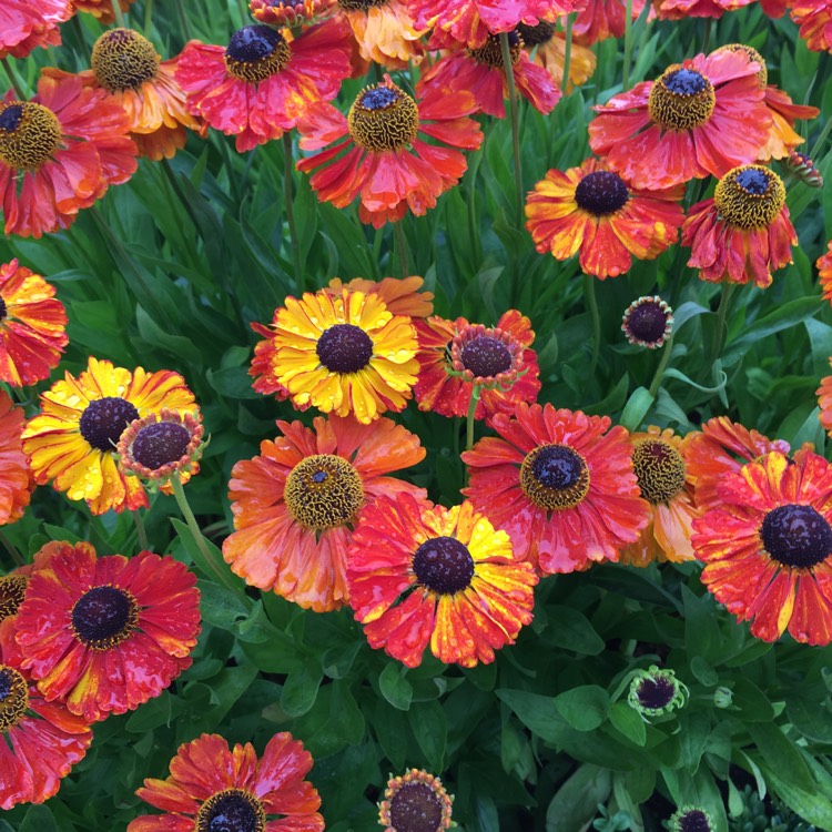 Plant image Helenium 'Fire Glow